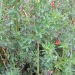 Indigofera heterophylla dry
