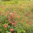 Indigofera heterophylla mass