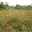 Indigofera heterophylla veld