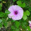 Ipomea ficifolia