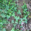 Ipomea ficifolia