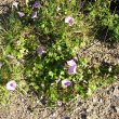 Ipomea ficifolia