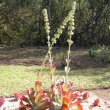Kalanchoe thyrsiflora