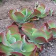 Kalanchoe thyrsiflora