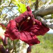Kigelia africana flower