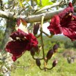 Kigelia africana flowers