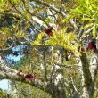 Kigelia africana flower
