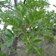 Kigelia africana foliage