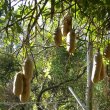Kigelia africana fruit