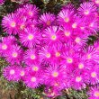 Lampranthus species dark pink 