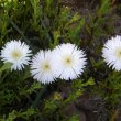 Lampranthus species ice pink