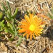 Lampranthus species light orange