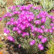 Lampranthus species magenta bush