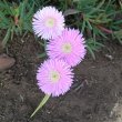 Lampranthus species pale pink