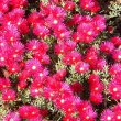 Lampranthus species red