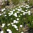 Lampranthus species white