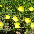 Lampranthus species yellow 