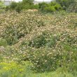 Lantana camara