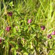 Lantana rugosa foliage