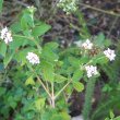 Lantana rugosa flowers