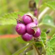 Lantana rugosa fruit cluster