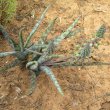 Ledebouria socialis