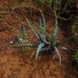 Ledebouria socialis