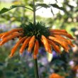 Leonotis ocymifolia