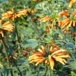 Leonotis ocymifolia