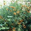 Leonotis ocymifolia