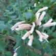 Leonotis ocymifolia