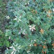 Leonotis ocymifolia