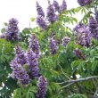 Milletia Grandis