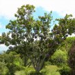 Milletia Grandis