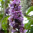Milletia Grandis