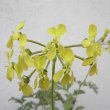 Pelargonium gibbosum is one of the few plants in this genus bearing yellow flowers. Pelargonium gibbosum flower
