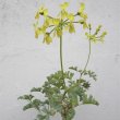 The flowers are held up above the foliage. Pelargonium gibbosum flower stem