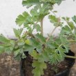 The deeply toothed, blue-green leaves are semi-succulent. Pelargonium gibbosum foliage