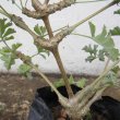 The 'gouty pelargonium' is so named for its swollen joints or nodes. Pelargonium gibbosum stems