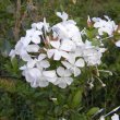 Plumbago auriculata