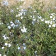 Plumbago auriculata
