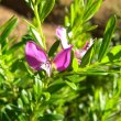 Polygala myrtifolia  wild flower