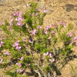 Polygala myrtifolia wild