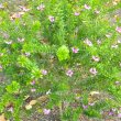 Polygala myrtifolia  wild young