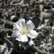 Sarcocaulon vanderietiae