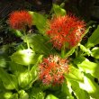 Scadoxus multiflorus subsp. Katherinae