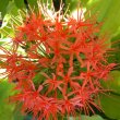 Scadoxus multiflorus subsp. Katherinae