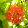 Scadoxus multiflorus subsp. Katherinae
