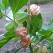 Birds are much attracted to the fruits, exposing them by tearing the dry coverings. Withania somnifera calyx