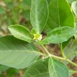 The greenish yellow flower is small and insignificant. Withania somnifera flower